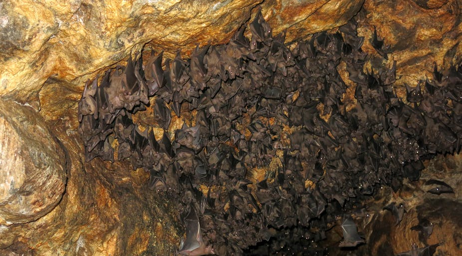 Cave inhabited by bats.