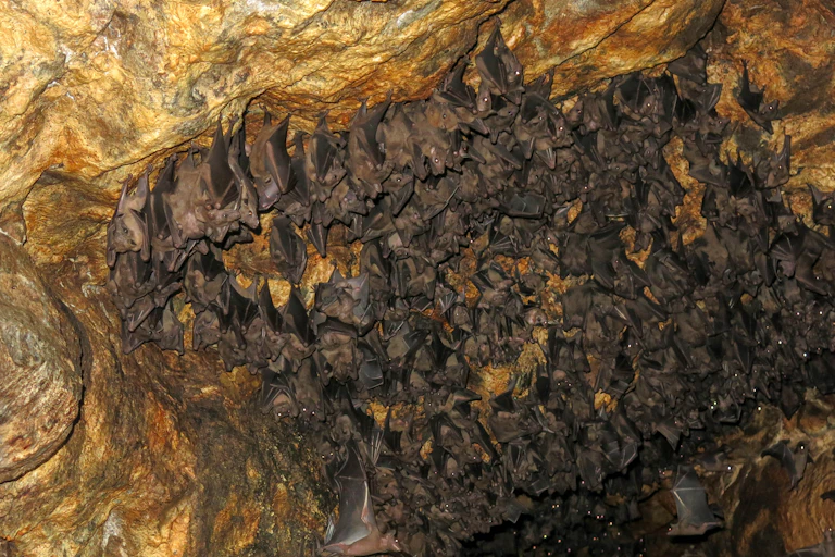 Cave inhabited by bats.