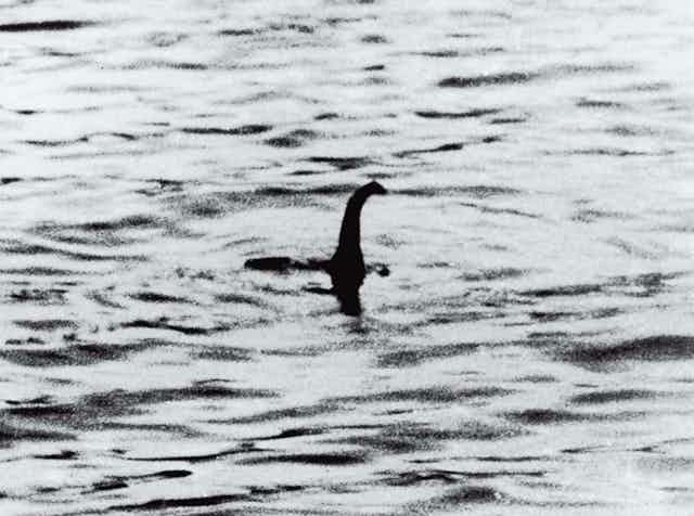 Black outline with a curved neck appears above the water surface