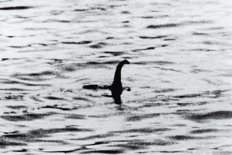 Black outline with a curved neck appears above the water surface