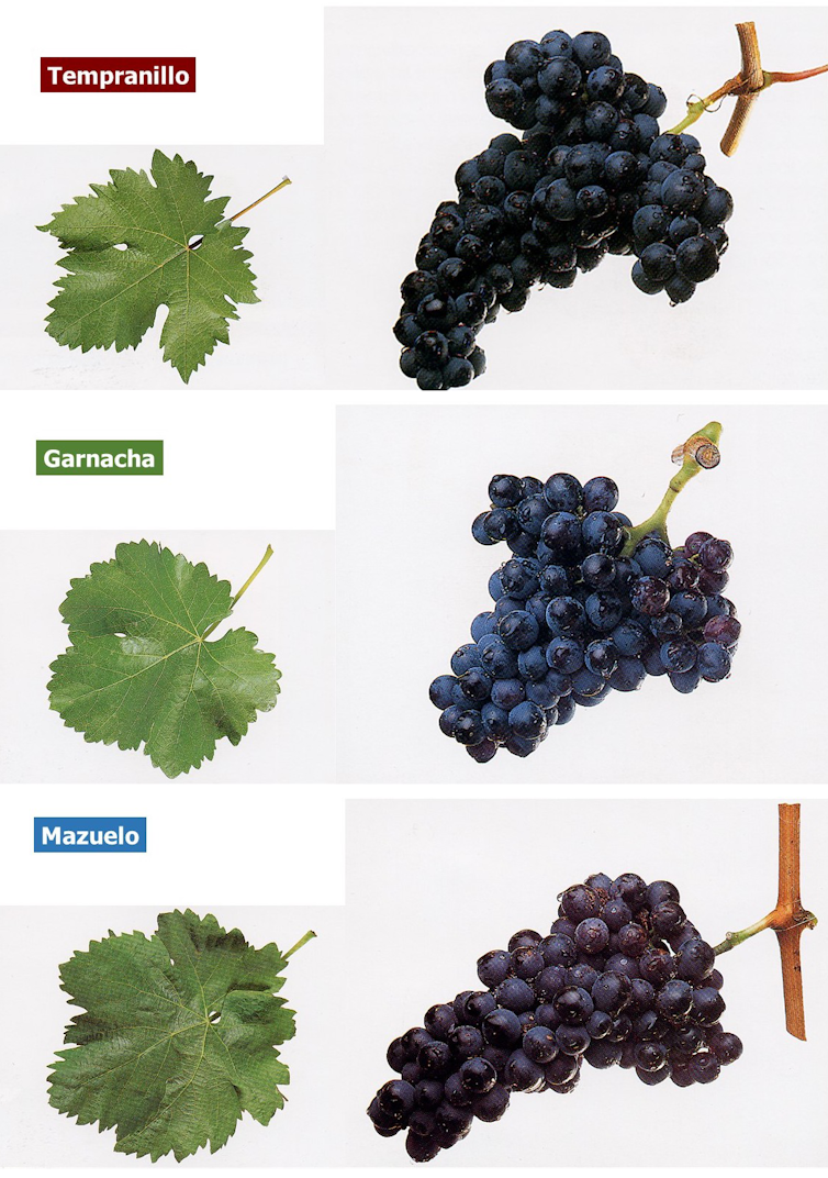 Hojas y racimos de las variedades tempranillo, garnacha y mazuelo