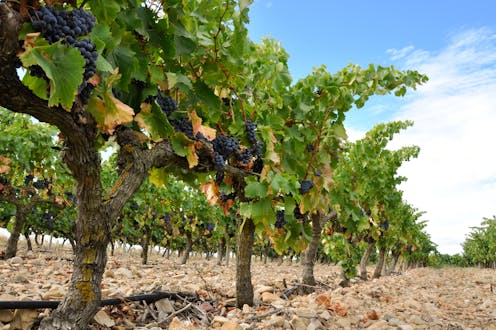 La uva de Rioja ante el cambio climático: ¿qué variedades se adaptan mejor?