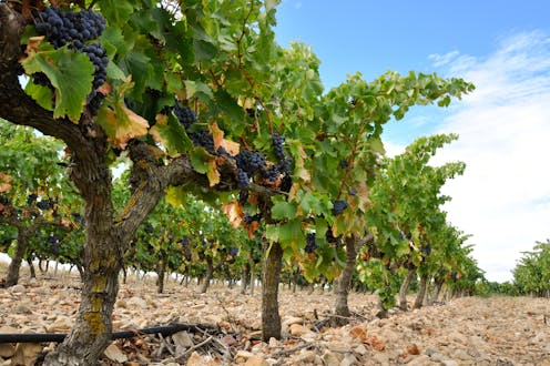 La uva de Rioja ante el cambio climático: ¿qué variedades se adaptan mejor? La uva de Rioja ante el cambio climático: ¿qué variedades se adaptan mejor?