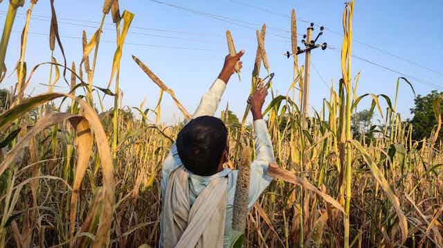 Boy picks crops in India