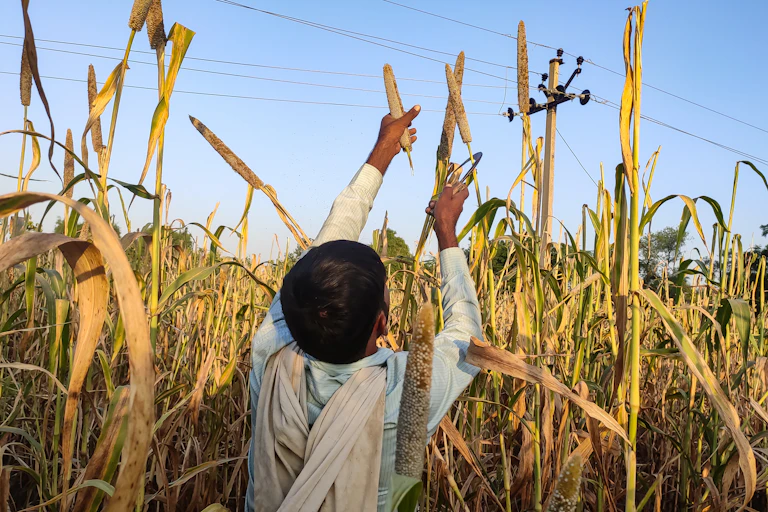 Boy picks crops in India