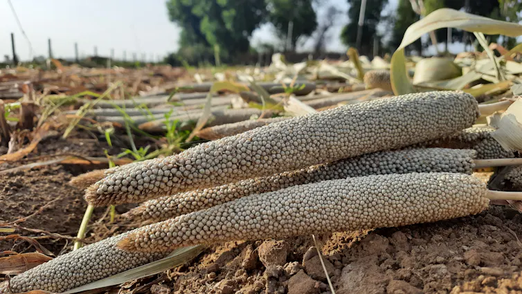 Field with millet sheaf
