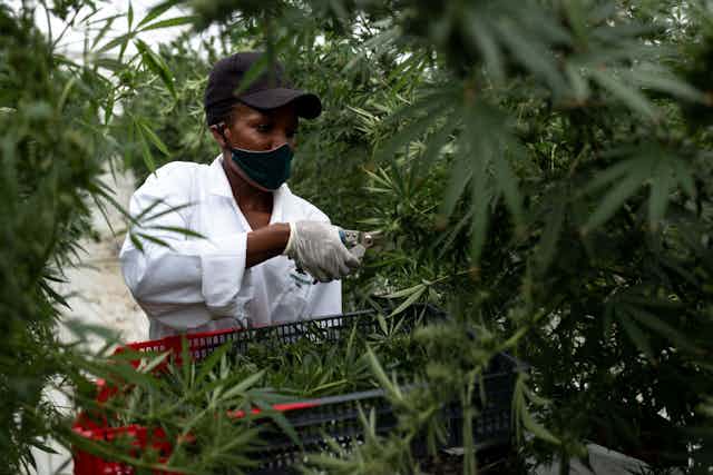 A medical cannabis farm