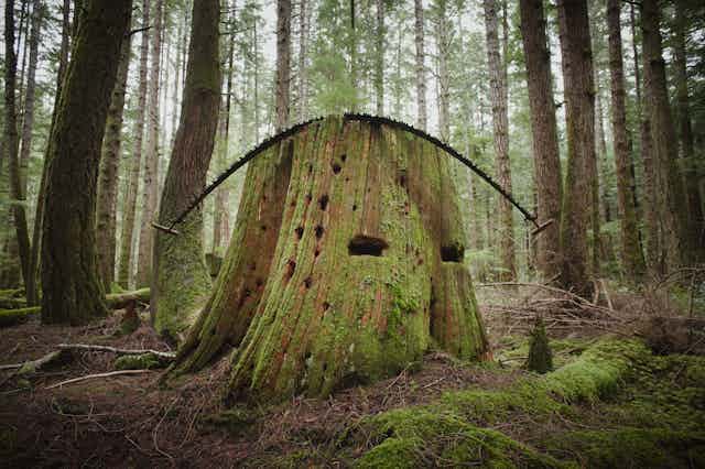 A massive stump of an old tree is pictured with a saw draped overtop