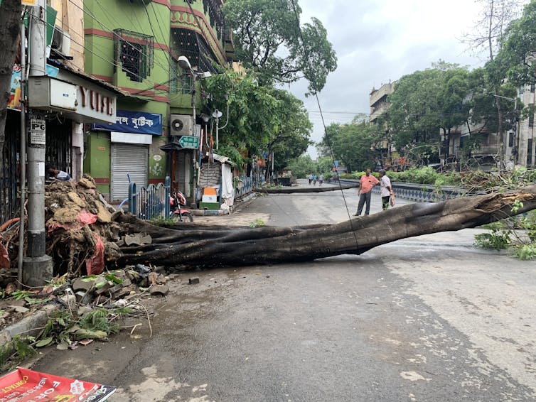 Two people assess a tree that has fallen across a road