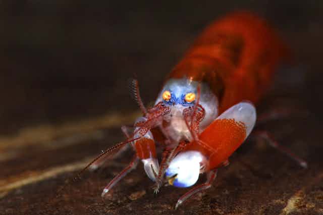 A photograph showing a closeup of a vividly coloured shrimp.