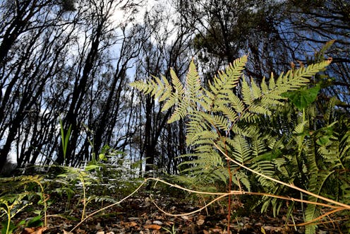 6 books about the climate crisis that offer hope