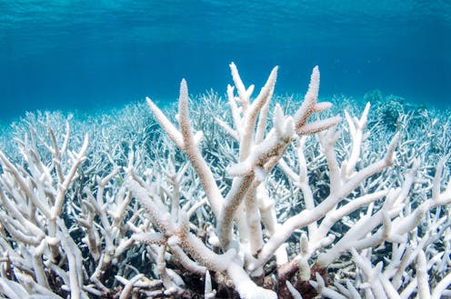 What the next Australian government must do to save the Great Barrier Reef