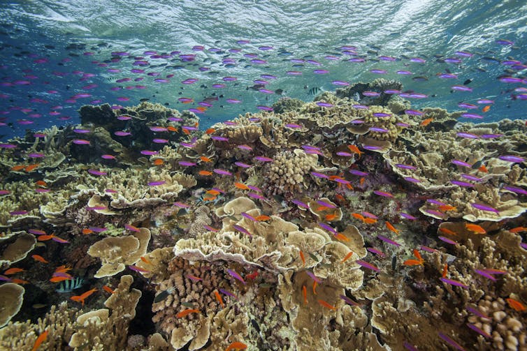 healthy coral reef