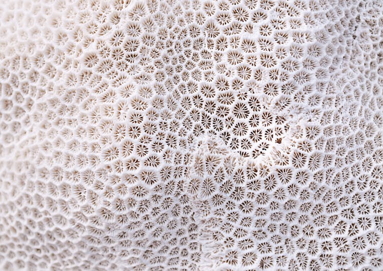 Close up of coral