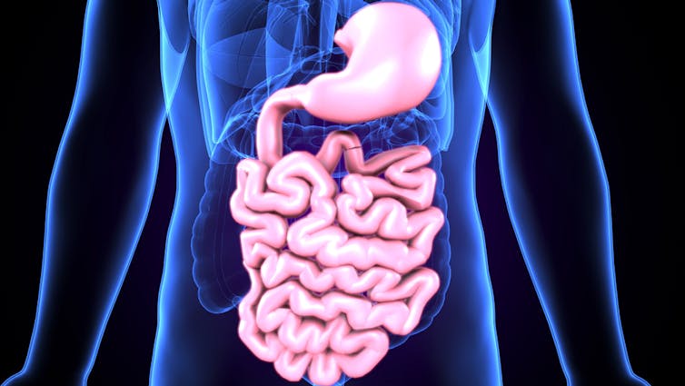 Stomach and small intestines