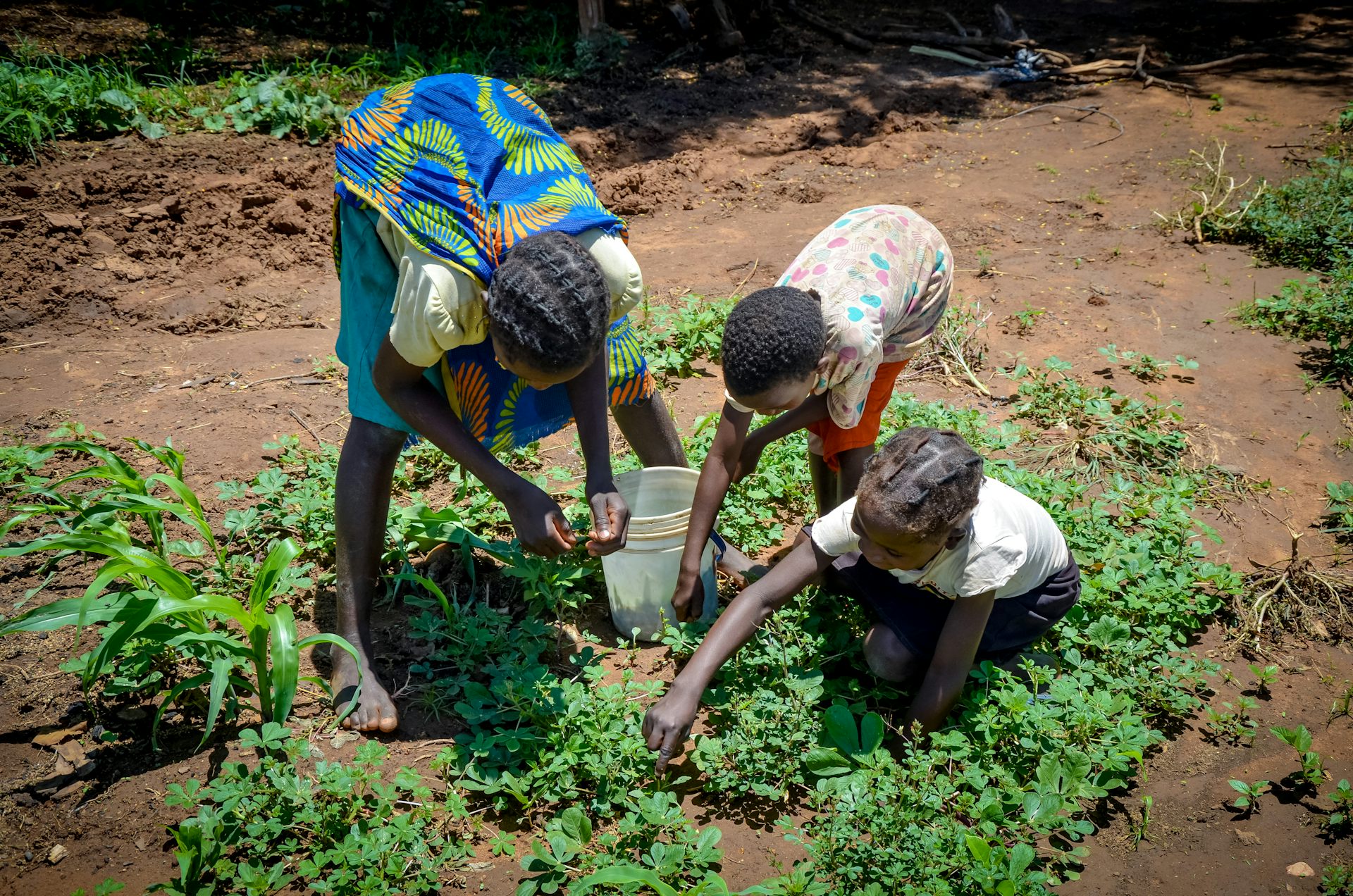 A woman in a bright blue and green dress stoops to collect edible weeds with two small children