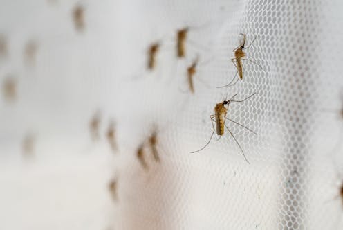 La influencia de la microbiota de los mosquitos en la transmisión de patógenos La influencia de la microbiota de los mosquitos en la transmisión de patógenos