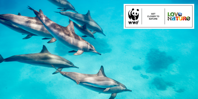 WWF advertisement featuring dolpphins.