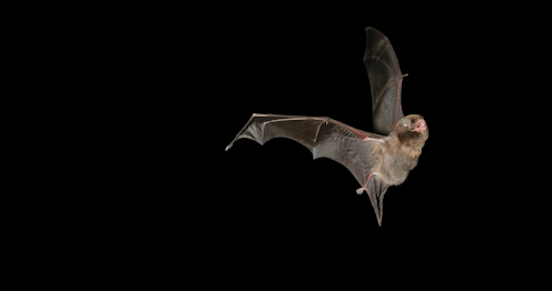 Si los murciélagos transmiten tantos virus, ¿por qué no acabamos con ellos?