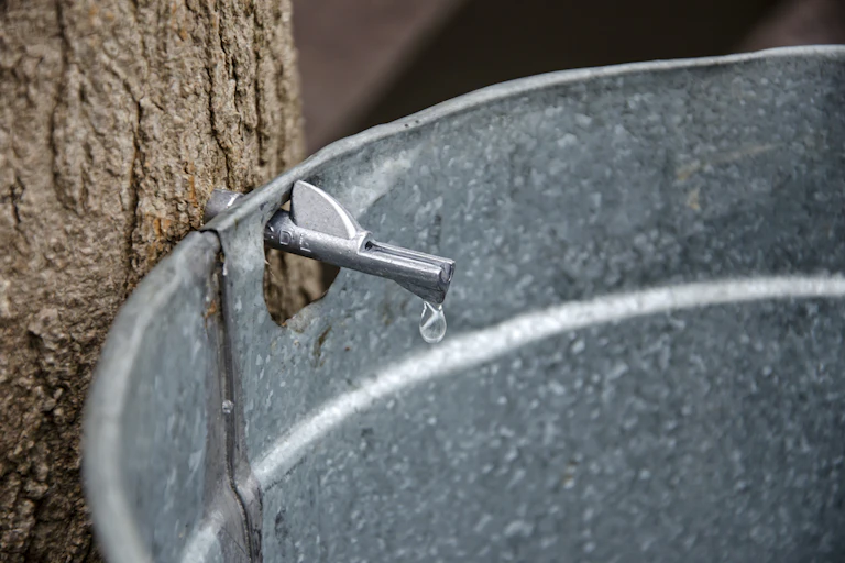 Goutte de sève tombant d'un drain métallique et récoltée dans un seau.