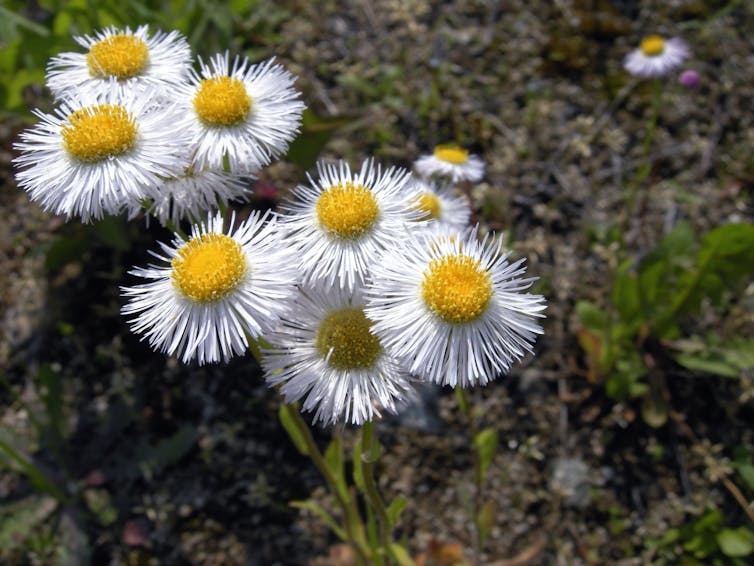 A clutch of daisy-like flowers.