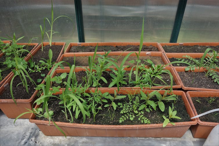 Plastic trays of potting soil with germinating seedlings in a greenhouse.