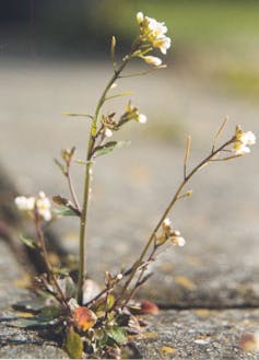 Arabidopsis thaliana'nın resmi.