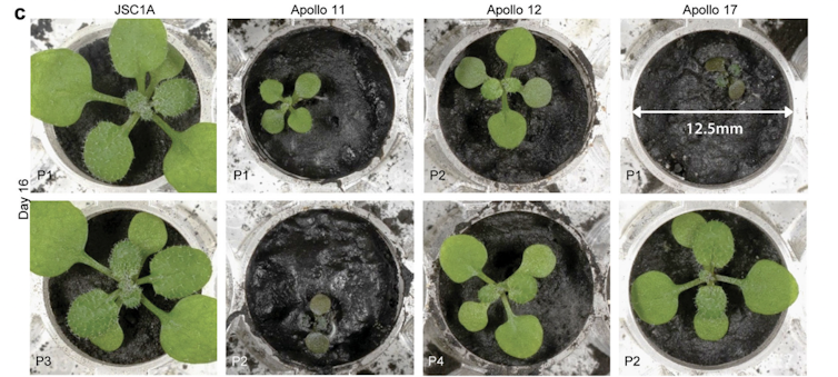 Image of the plants grown in the experiment.