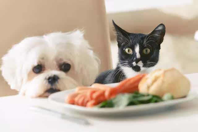 Anjing putih kecil dan kucing hitam putih duduk melihat sepiring sayuran di atas meja