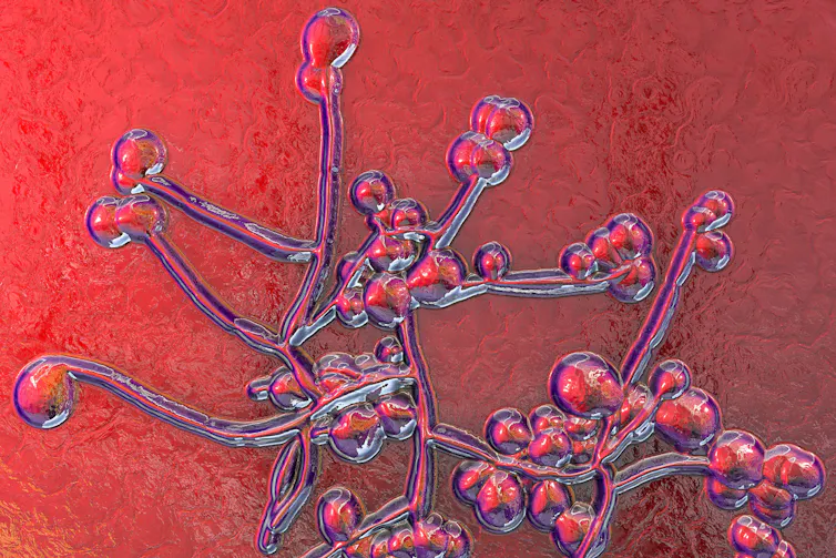 Candida fungus.