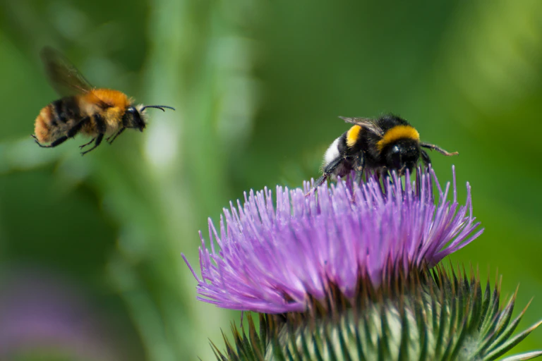 A bumble bee on a thistle.