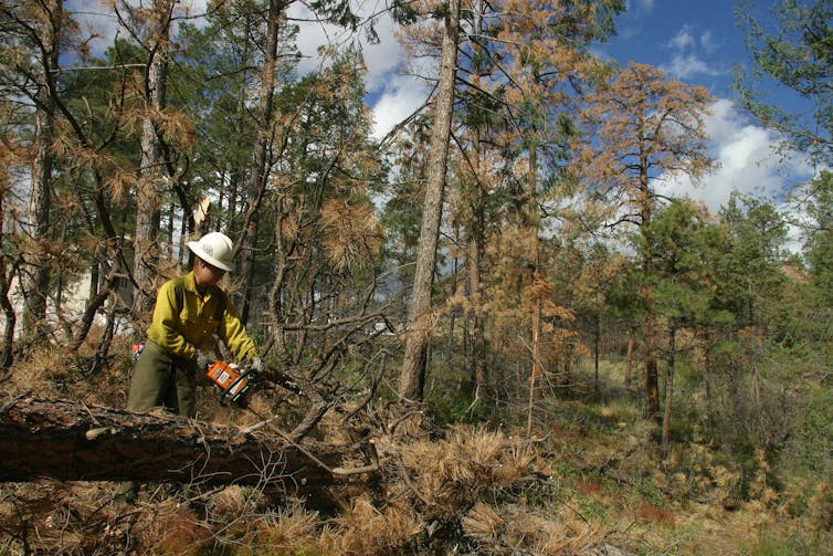 A female forestry technician cuts a fallen tree with a chainsaw in a forest with dead and dying pine trees whose needles have turned brown.