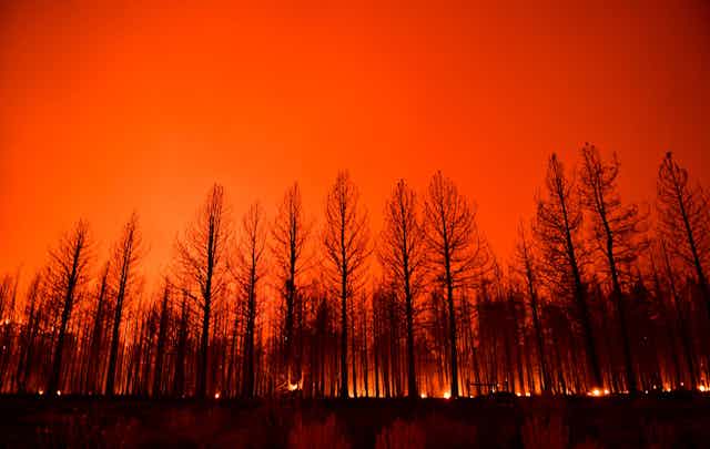 A burned forest illuminated by fires among the trees.