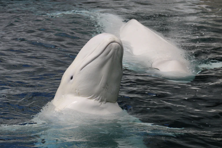 2 bélugas dans l'eau