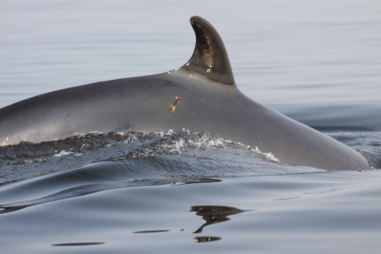 A dark whale dives below the water surface, with a dart sticking into its side.