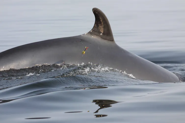 flèche munie d’un dard sur le flanc d’un rorqual partiellement submergé dans l’eau