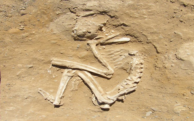 Фотография места археологических раскопок, на которой виден искривленный скелет бабуина.