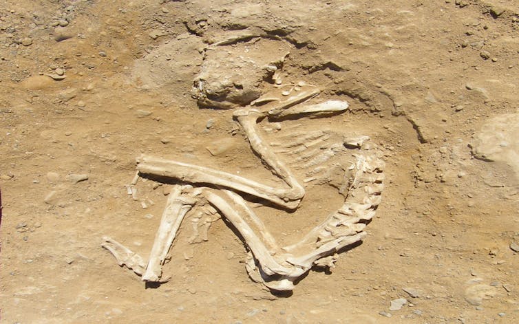 Photo of an archaeological dig site showing a curled-up skeleten of a baboon.
