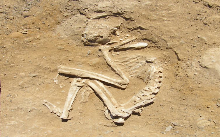 Photo of an archaeological dig site showing a curled-up skeleten of a baboon.