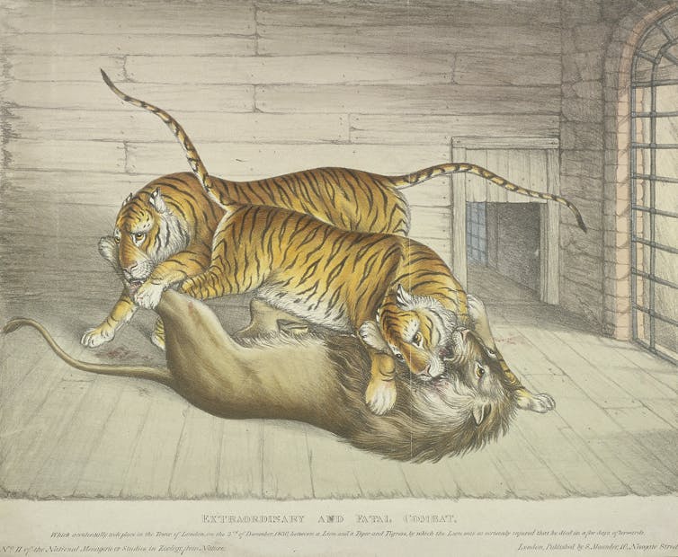 An illustration of two tigers attacking a lion inside a caged room.