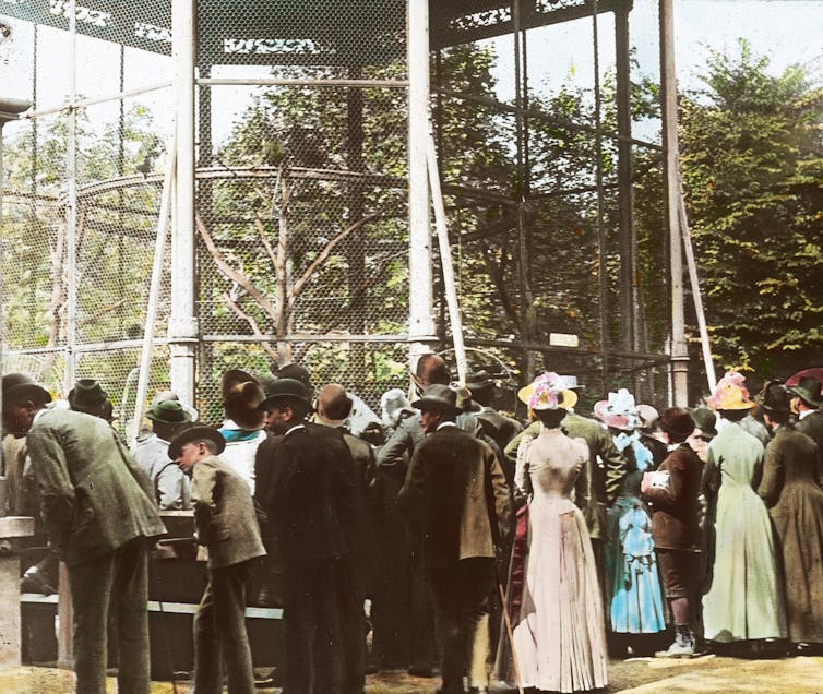 A crowd of people wearing early 20th century clothing in front of a two-story monkey enclosure with many tree branches inside.