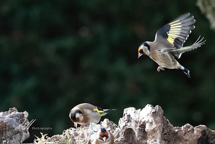 Oiseau au corps brun, aux ailes noires avec une bande jaune et un masque rouge. Il est en en vol, sur le point de rejoindre d’autres oiseaux au sol