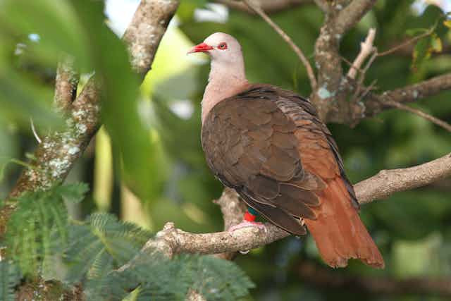 pink pigeon sat on branch