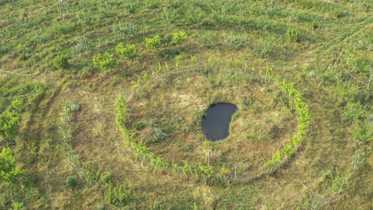 Un petit étang entouré d’arbres plantés le long de plusieurs cercles concentriques