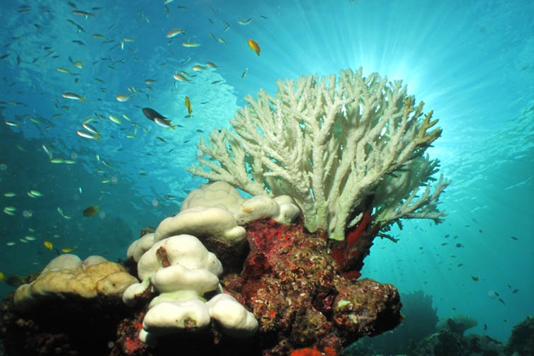 Underwater bleached white corals surrounded by fish.