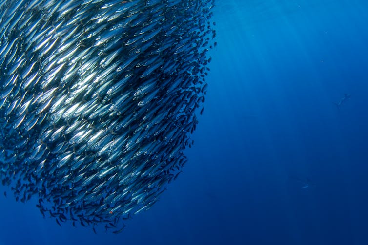 A shoal of fish in sea water.