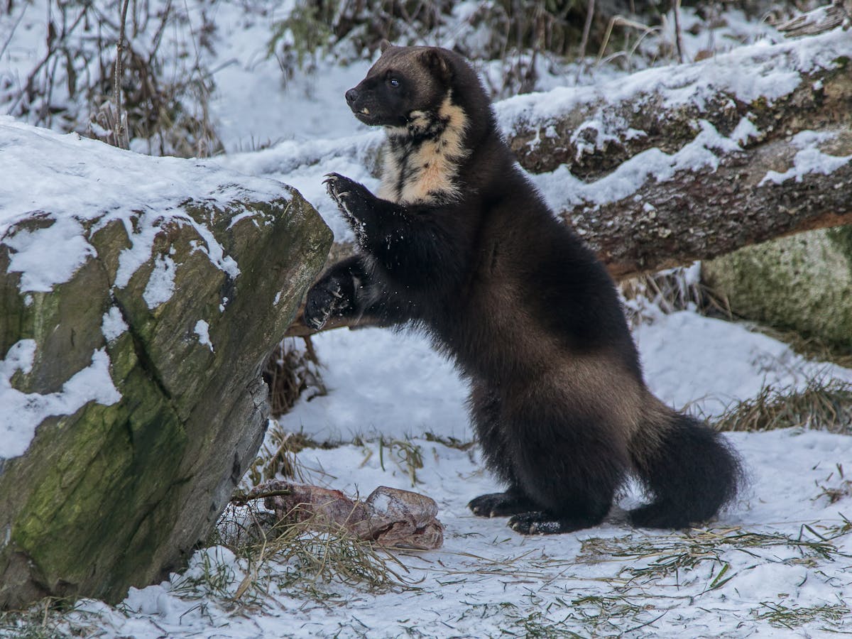 Connecting fragmented wolverine habitat is essential for their conservation