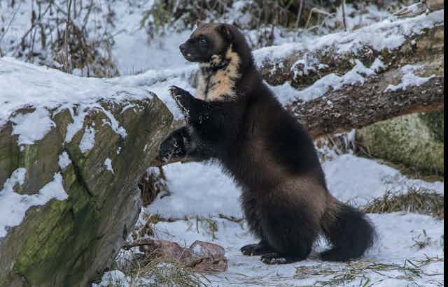A wolverine stands on its hind legs and holds on to the trunk of a fallen tree with its paws.
