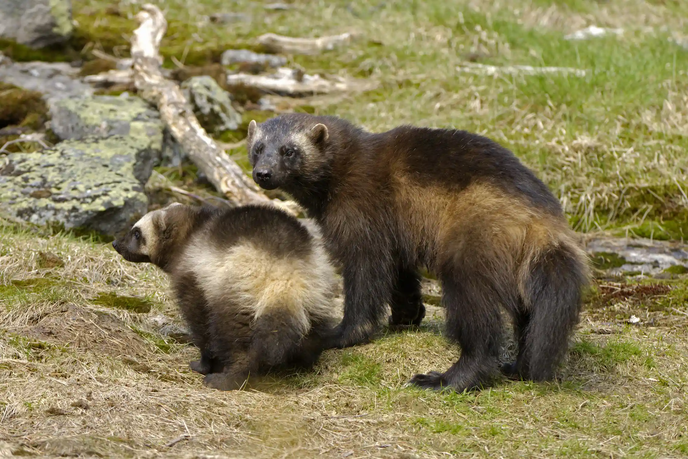 Connecting Fragmented Wolverine Habitat Is Essential For Their Conservation connecting-fragmented-wolverine-habitat-is-essential-for-their-conservation