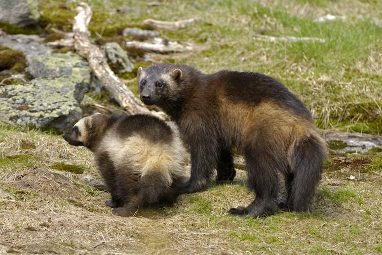 A wolverine with her cub